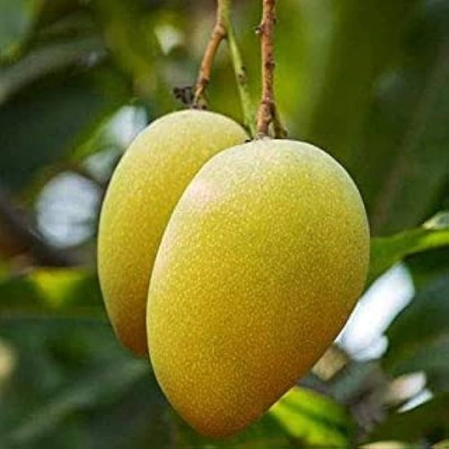 Specialty Mangoes