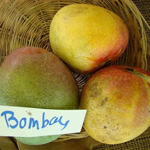 Bombay Green Mango