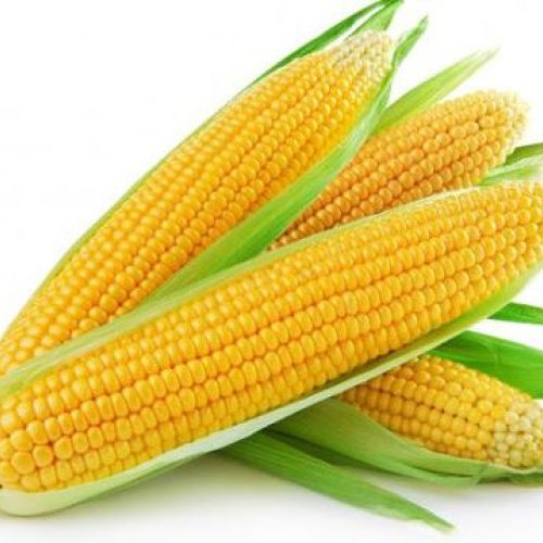 Fresh Sweetcorn