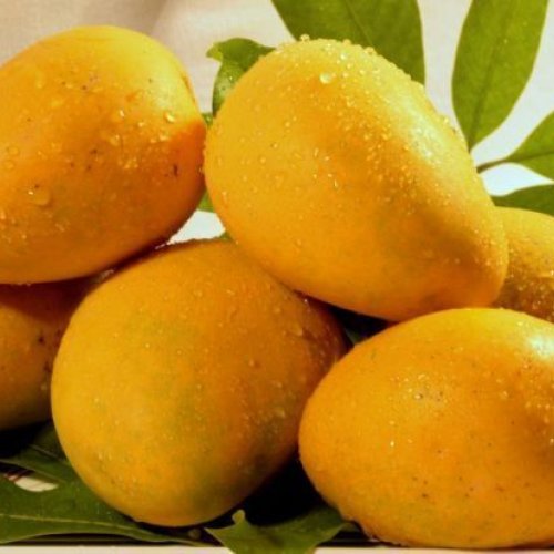 Imam Pasand Mango