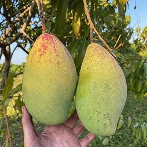 Kilichundan Mango