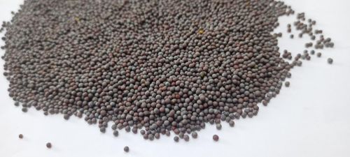 Black Natural Mustard Seeds