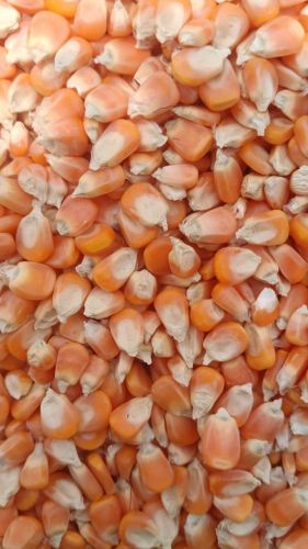 Dried B Grade Yellow Maize