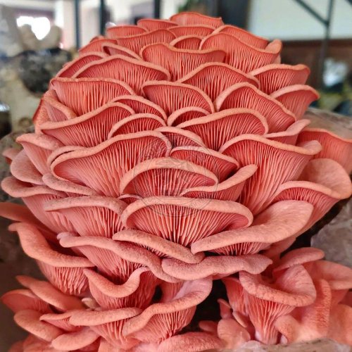 Fresh Mushrooms