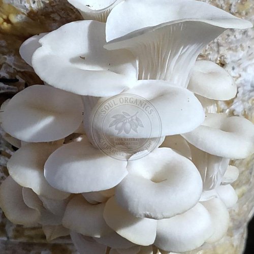 Fresh White Oyster Mushroom