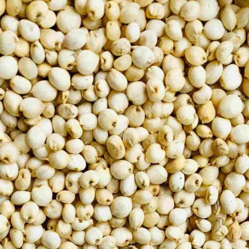 Jowar Sorghum Seeds