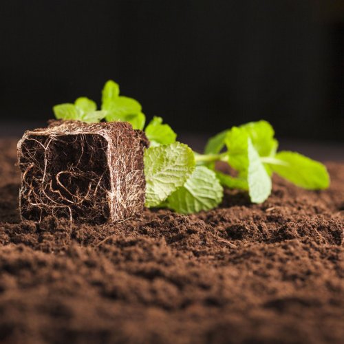 Coir Pith Powder