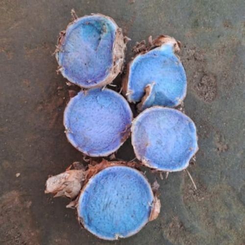 Black Turmeric