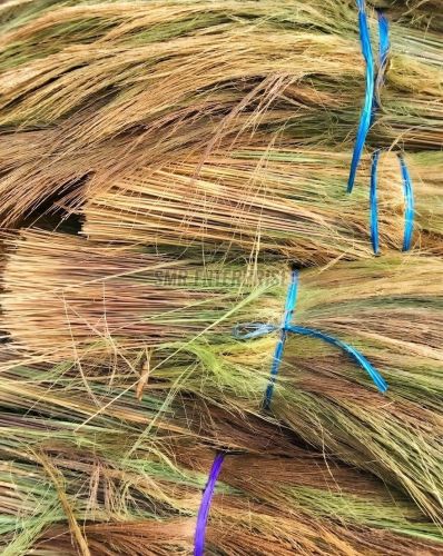 Green Dried Broom Grass