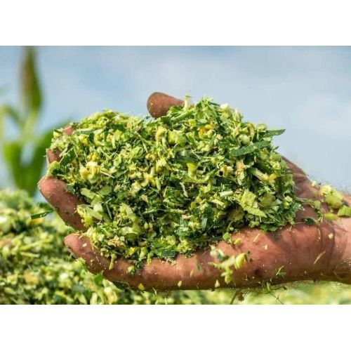A Grade Fresh Corn Silage