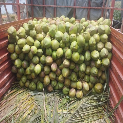 Green Tender Coconut Green Tender Coconut