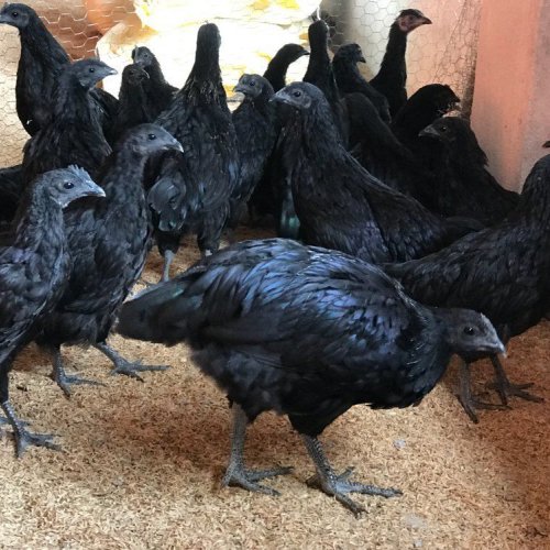 Pure Black Kadaknath Live Chickens