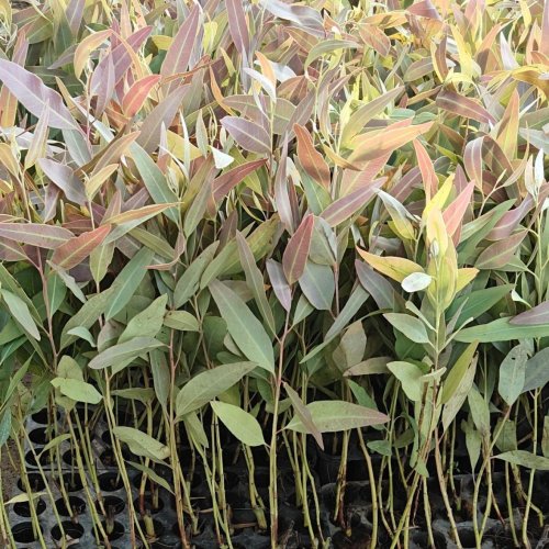 12 Inches Hybrid Eucalyptus Plants 12 Inches Hybrid Eucalyptus Plants