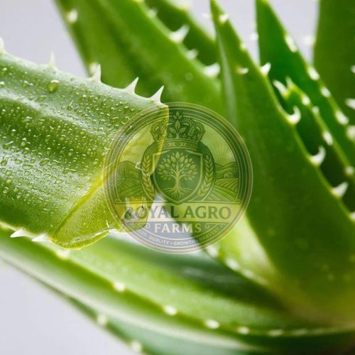 Fresh Aloevera Stem