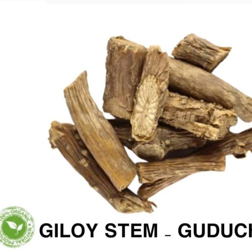 Dried Giloy Stem