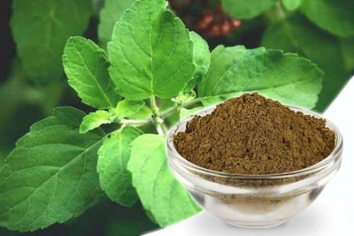 Tulsi Leaves Powder