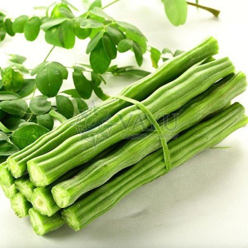 A Grade Green Fresh Moringa Drumstick