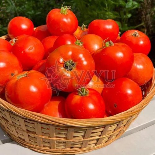 A Grade Fresh Tomato