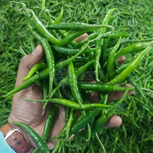 A Grade G4 Fresh Green Chilli