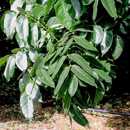 Red African Mahogany Green Leaves