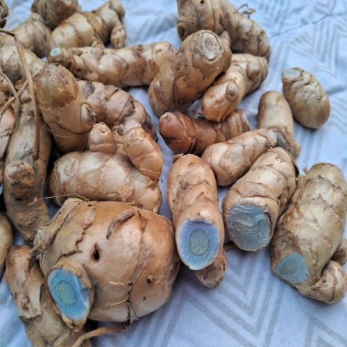 Black Turmeric Bulbs