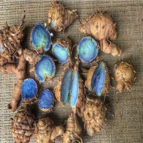 Fresh Black Turmeric Bulbs