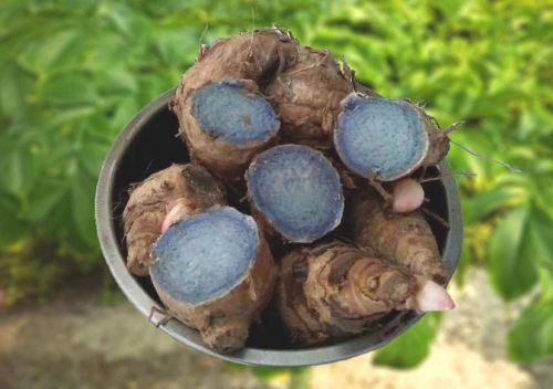Raw Black Turmeric Bulbs
