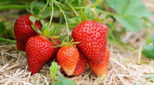 Well Watered Red Strawberry Fruit Plant