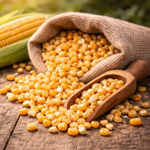 A Grade Dry Yellow Corn
