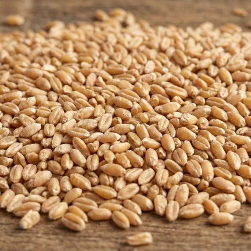Natural Wheat Seeds
