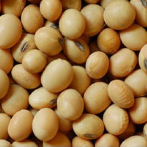Guar Gum Seed