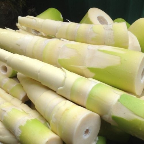 A Grade Bamboo Shoot