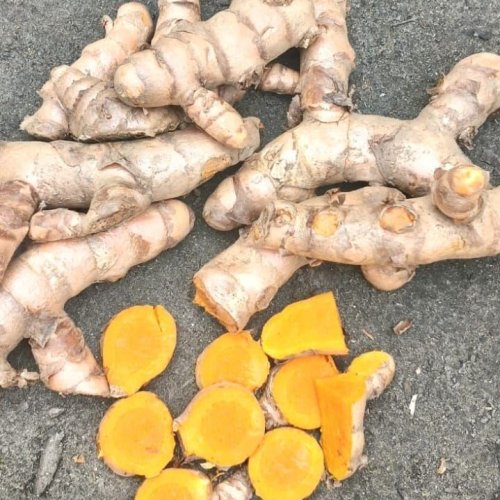 Fresh Turmeric Finger