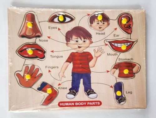 Knob Human Body with Pin Wooden Educational Toy