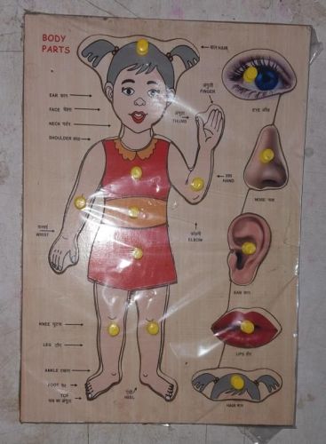 Knob Human Body Wooden Educational Toy