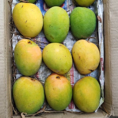 A Grade Natural Alphonso Mango
