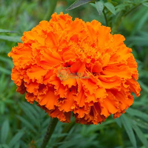 Marigold Flowers