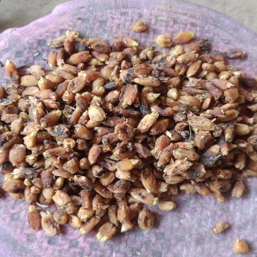 Dried Mahua Seeds
