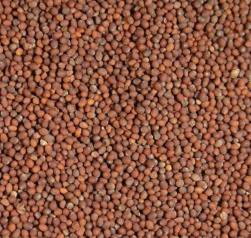 Brown Mustard Seeds