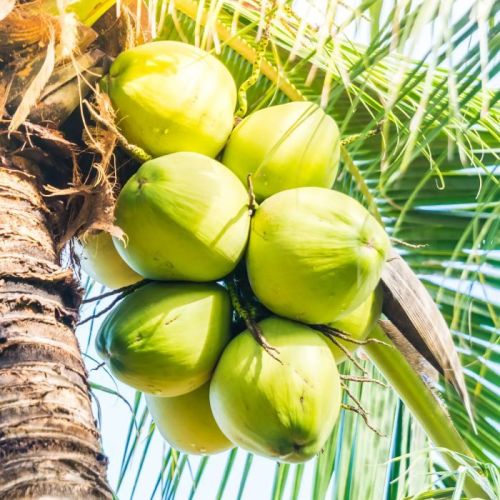 Tender Coconut