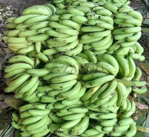 A Grade Fresh Robusta Banana