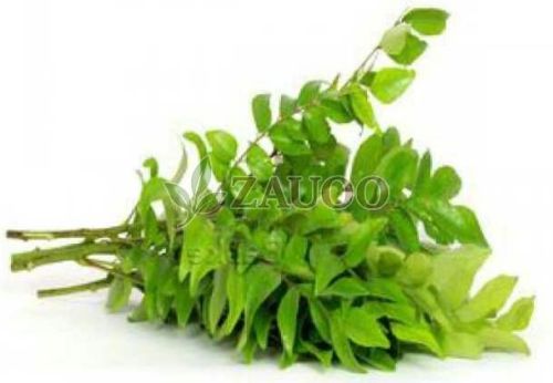 Fresh Curry Leaves
