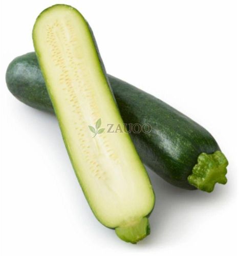 Fresh Green Zucchini