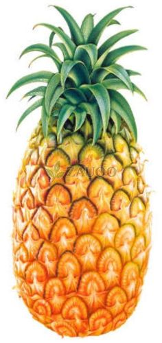Fresh Queen Pineapple