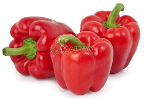 Fresh Red Capsicum