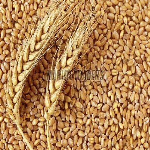 Wheat Seed