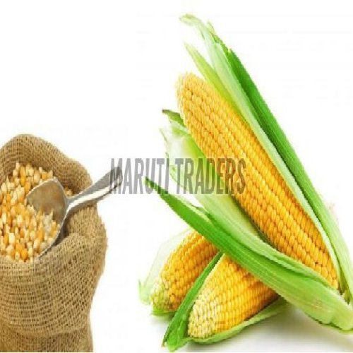 Yellow Maize Seed