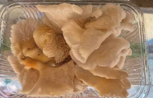 Dry Oyster Mushroom