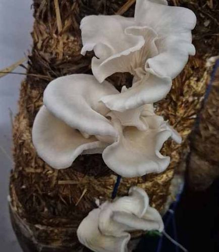 Fresh Oyster Mushroom