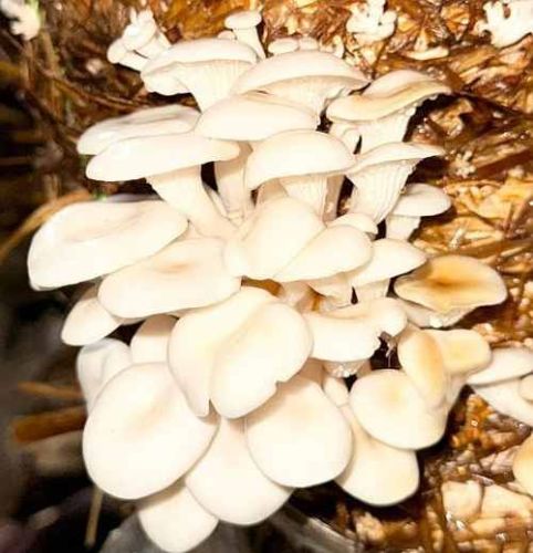 Oyster Mushroom Spawn